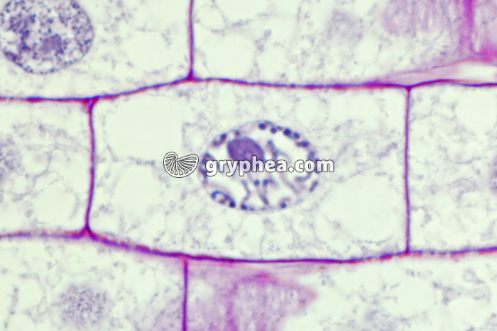 Racine de Blé - Cellule végétale en cours de division (mitose) : début de prophase x150 - gryphea.org
